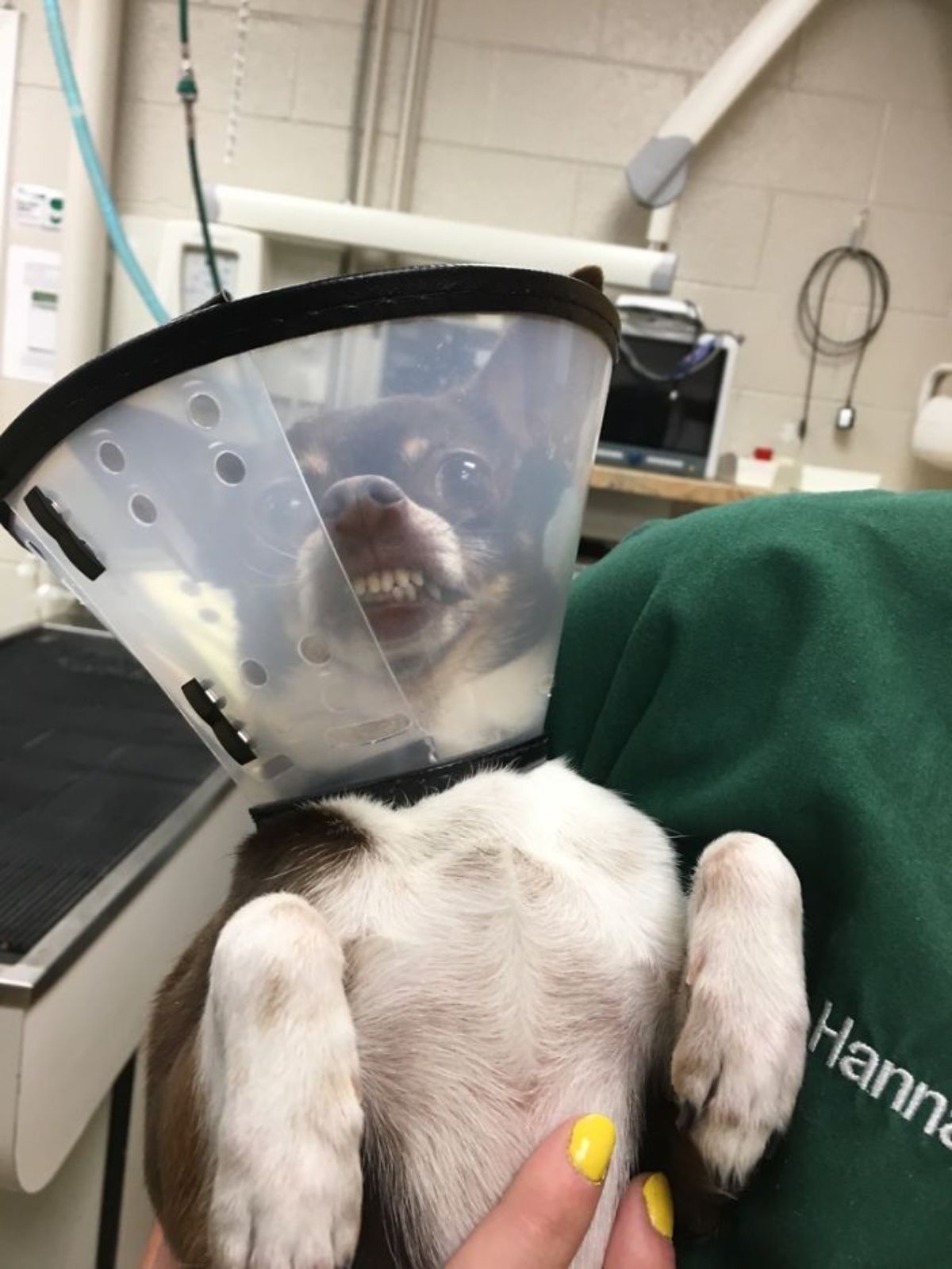 brown and white chihuahua wearing a transparent cone of shame being held by someoen and the dog's teeth are showing