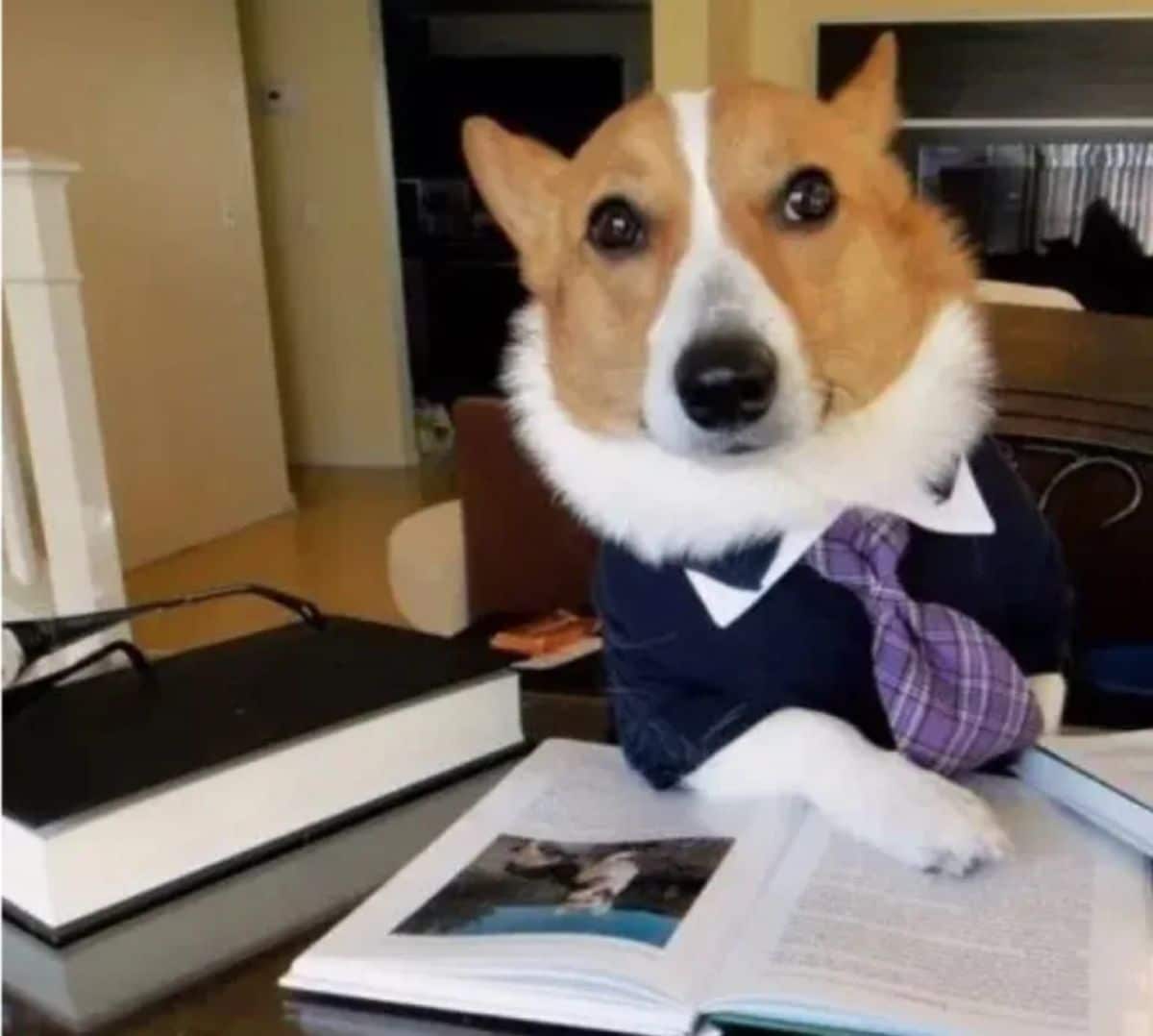 brown and white corgi in a black and white suit seated at a table in front of books