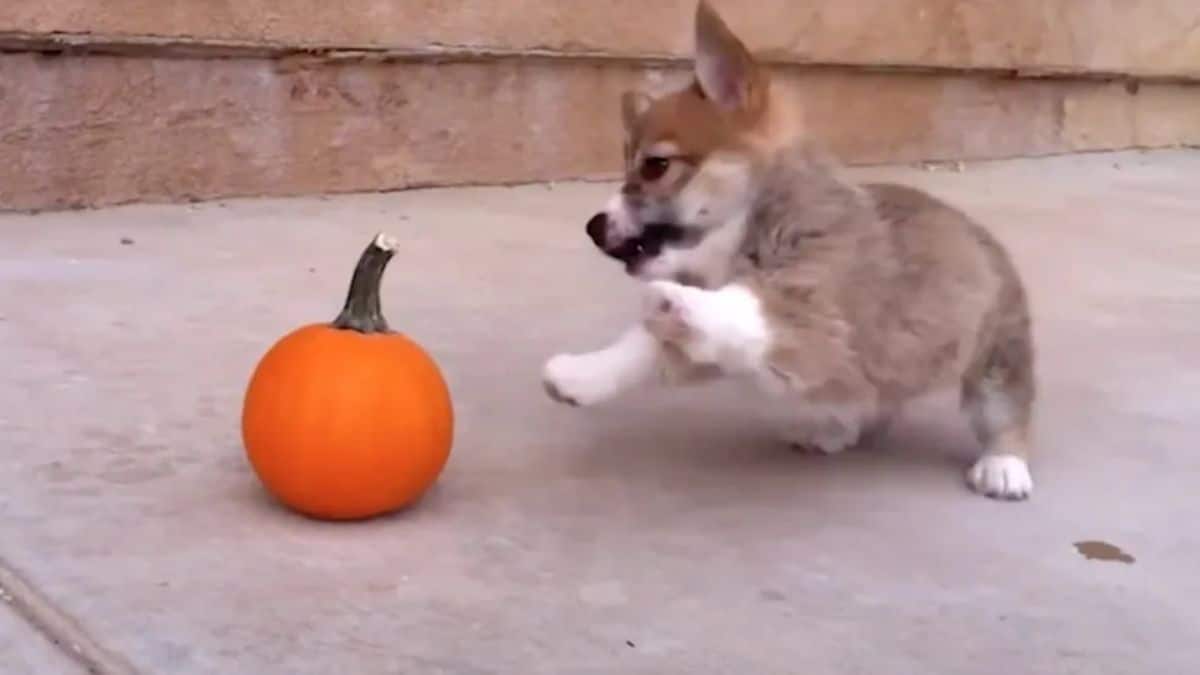 brown and white corgi jumping at a small orange pumpkin