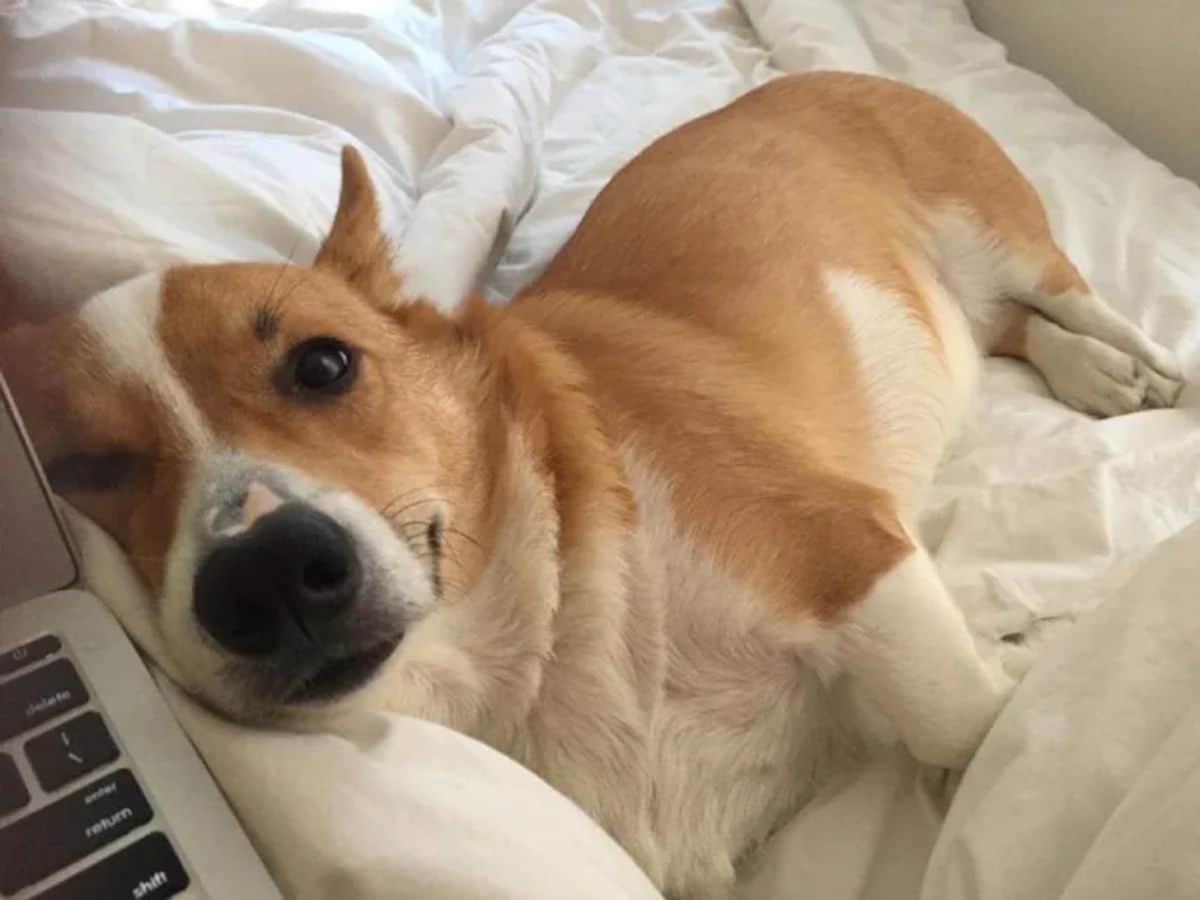 brown and white corgi laying on a bed with the head against a laptop
