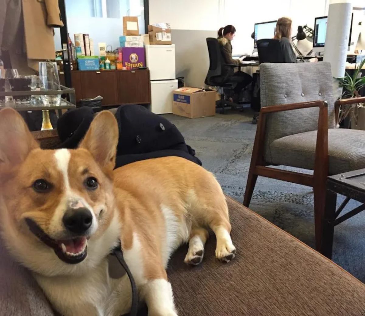 brown and white corgi laying on a brown sofa in an office