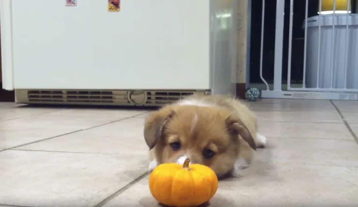 brown and white corgi laying on the floor in front of a small yellow pumpkin