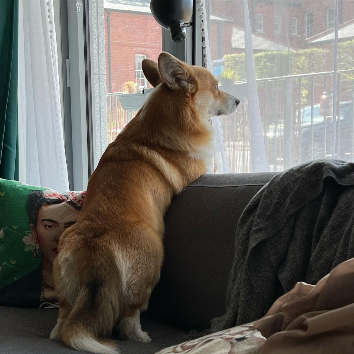 brown and white corgi laying over the top of a sofa and looking out of a window