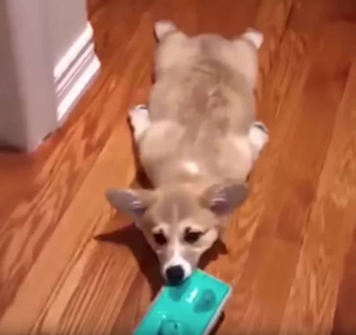 brown and white corgi puppy laying flat on the floor and holding onto a swiffer mop