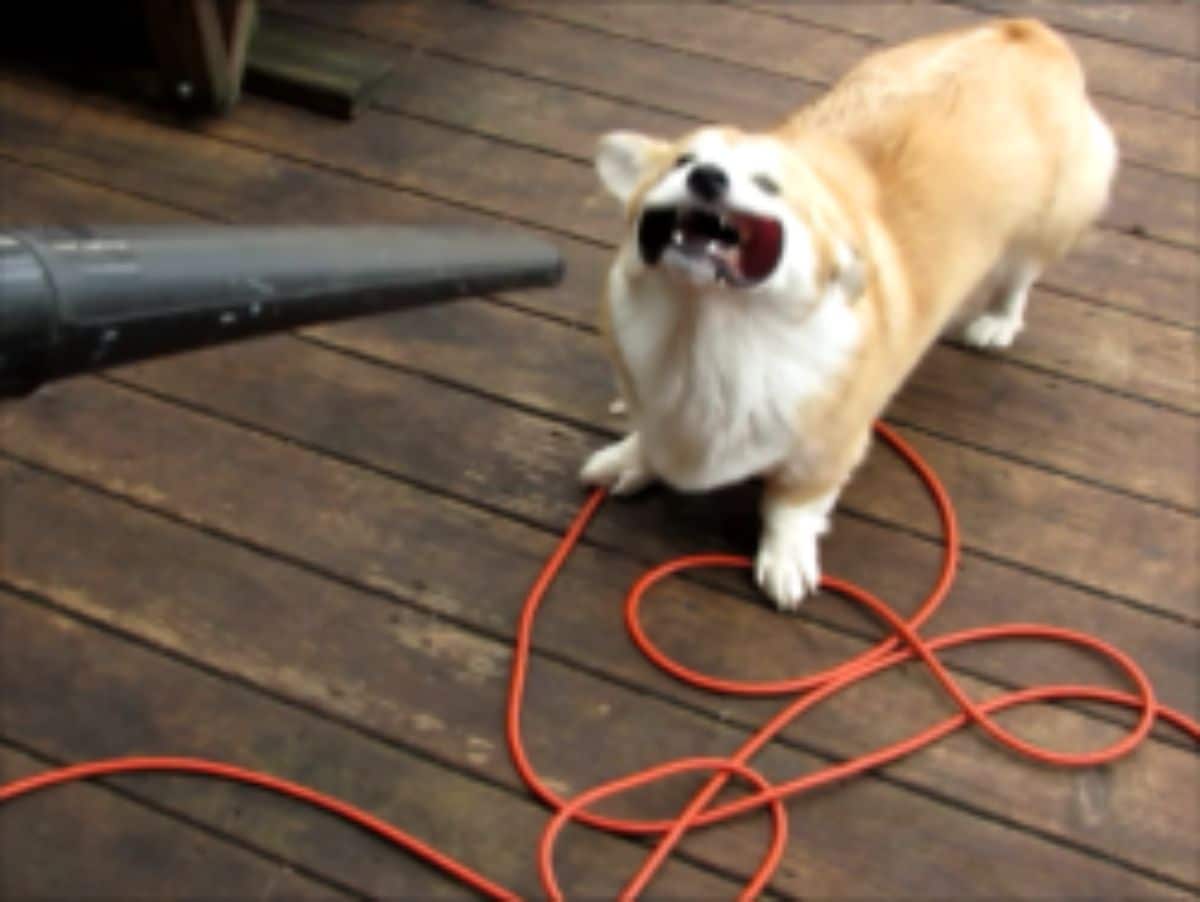 brown and white corgi with a leaf blower in its face
