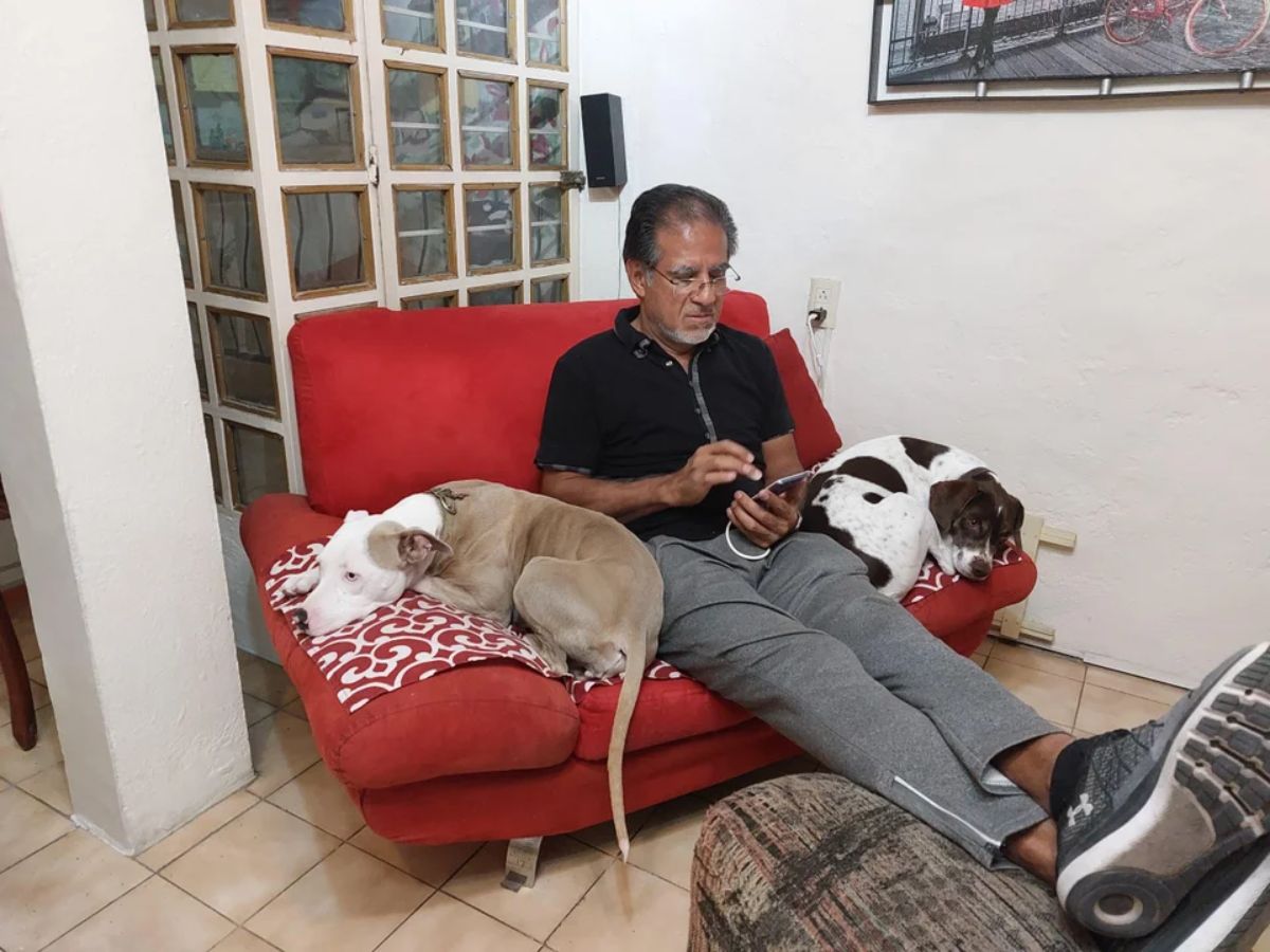 brown and white dog and black and white dog laying on either side of a man sitting on a red chair
