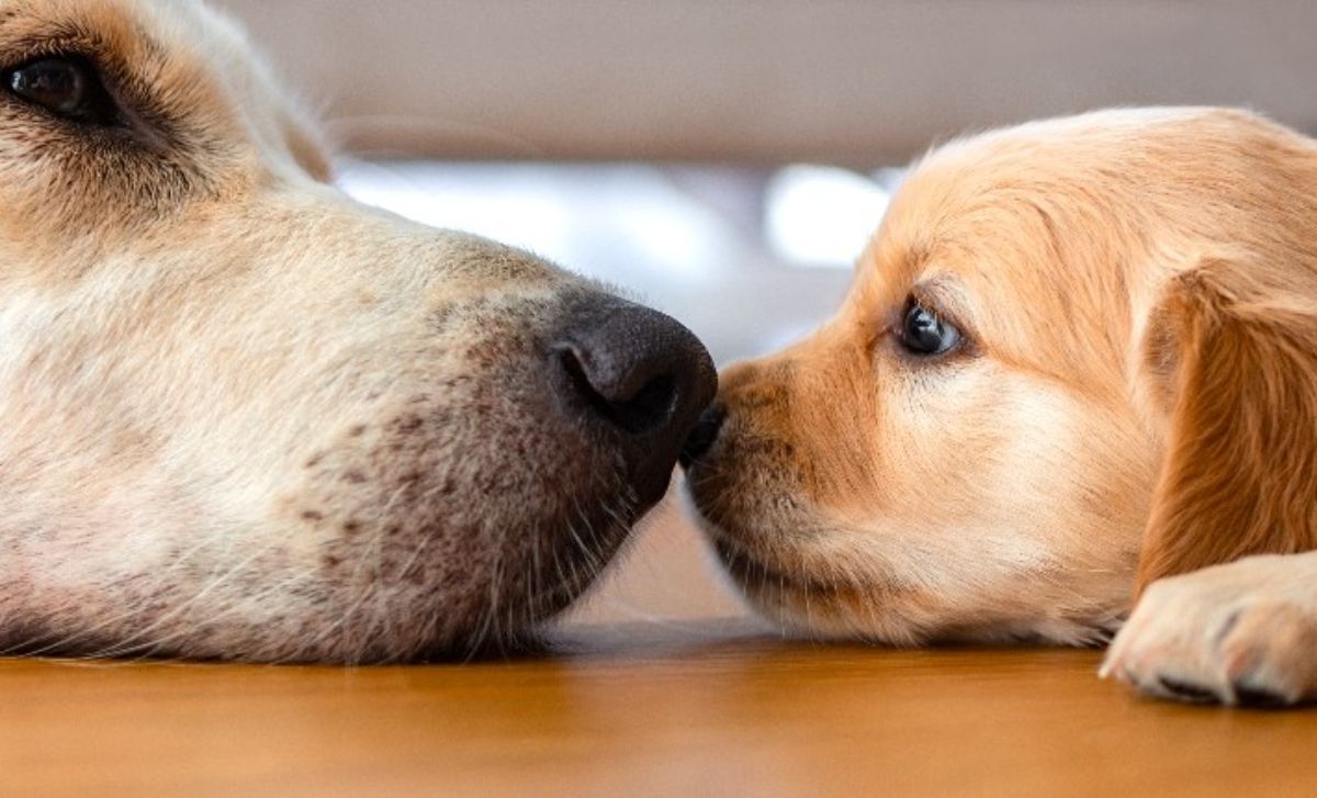 brown and white dog and golden retriever puppy laying on the floor with noses touching