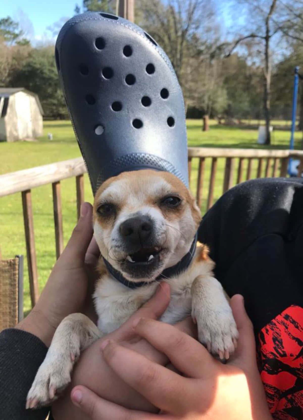 brown and white dog being held by someone and wearing blue crocs slipper on the head