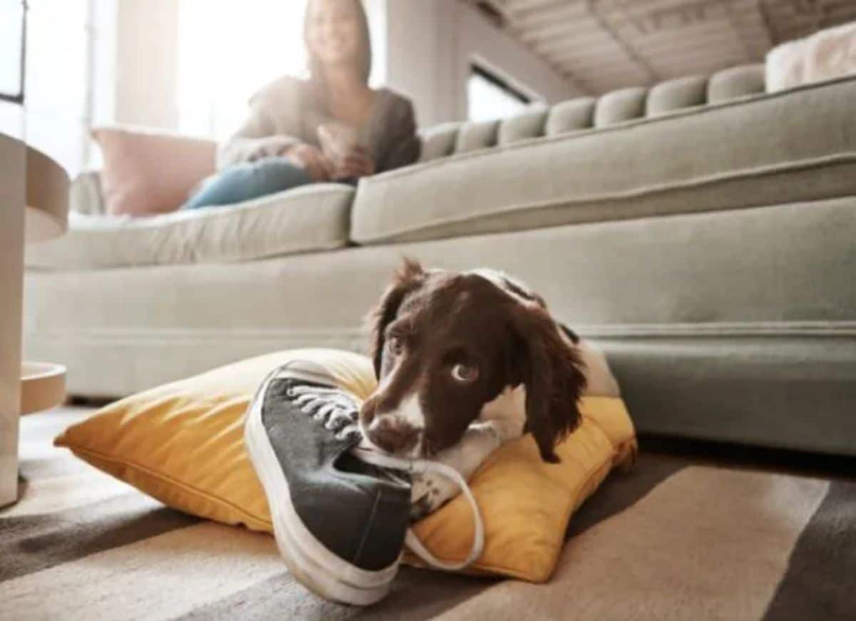 brown and white dog biting a black and white sneaker while laying on a yellow cushion on the floor with a woman on the couch behind her