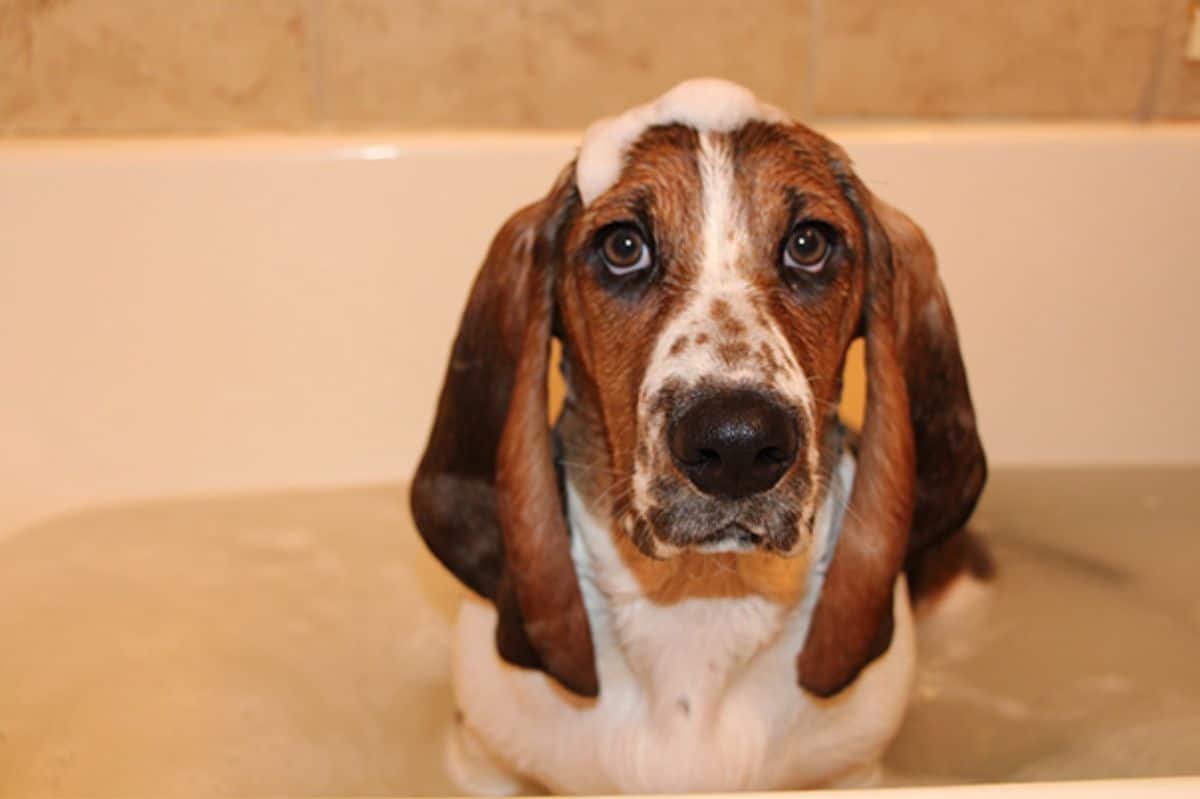 brown and white dog in a bathtub with some soap suds on the head