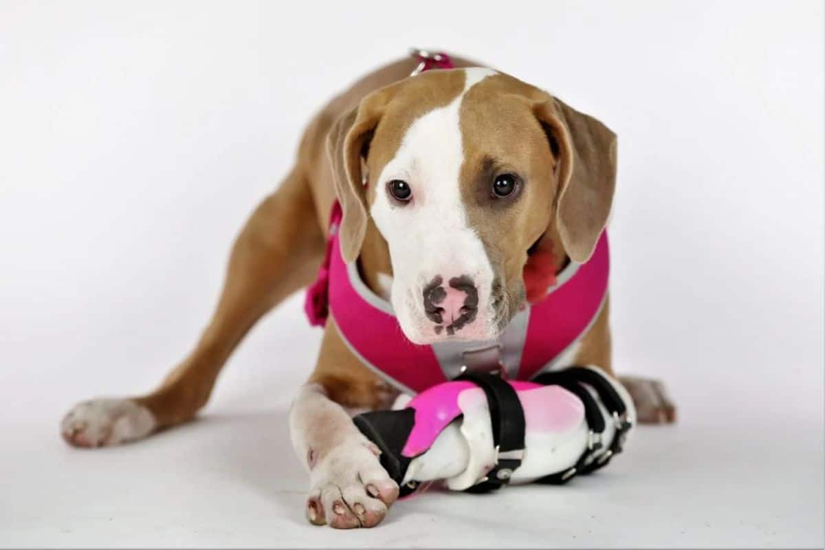 brown and white dog laying down with the front left leg in a white pink and black cast