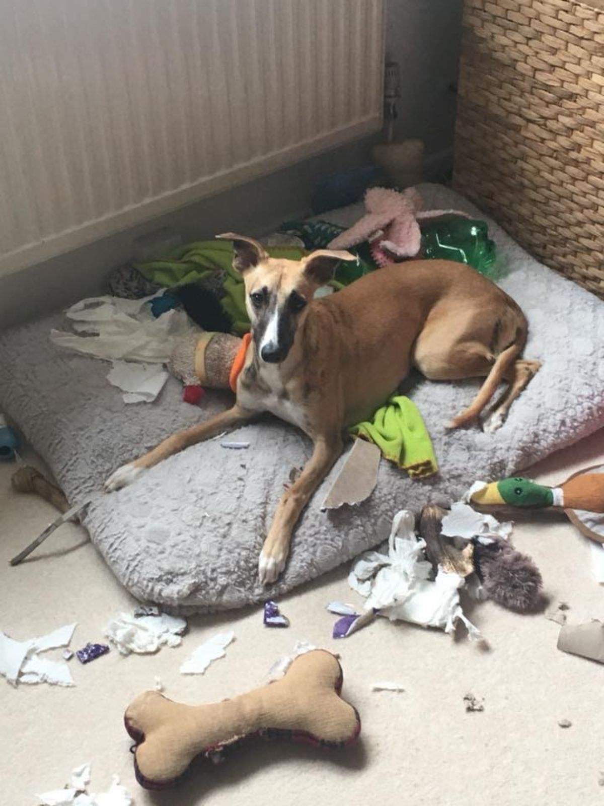 brown and white dog laying on a grey dog bed with toys strewn around and some ripped up toilet paper