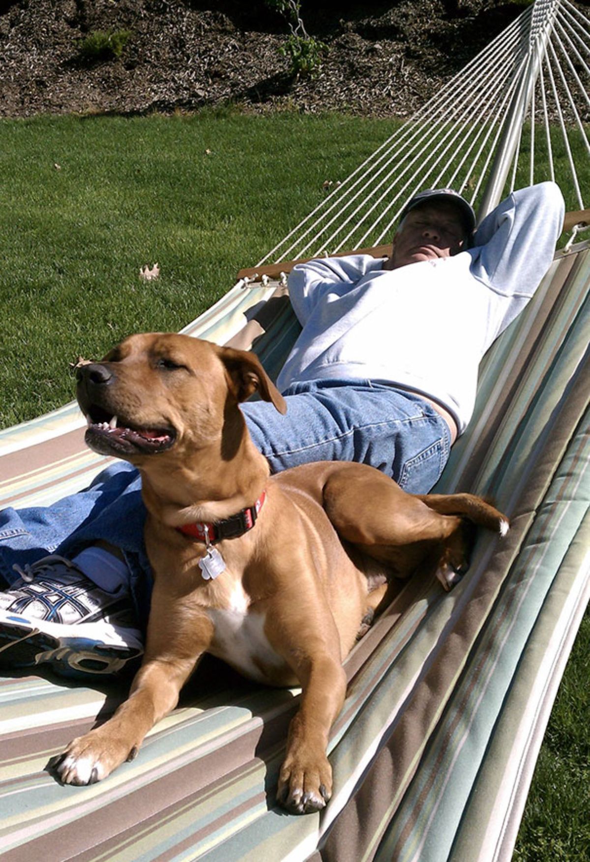 brown and white dog laying on a hammock with a sleeping old man