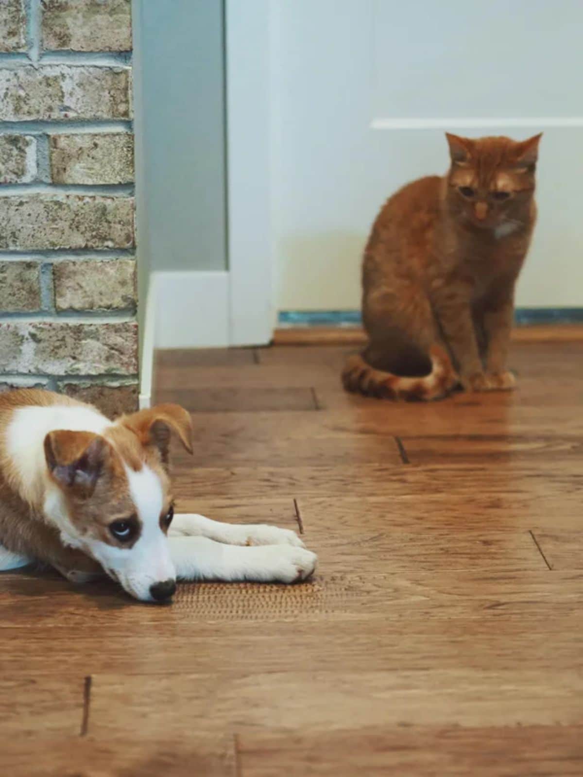 brown and white dog laying on the floor with an orange cat nearby