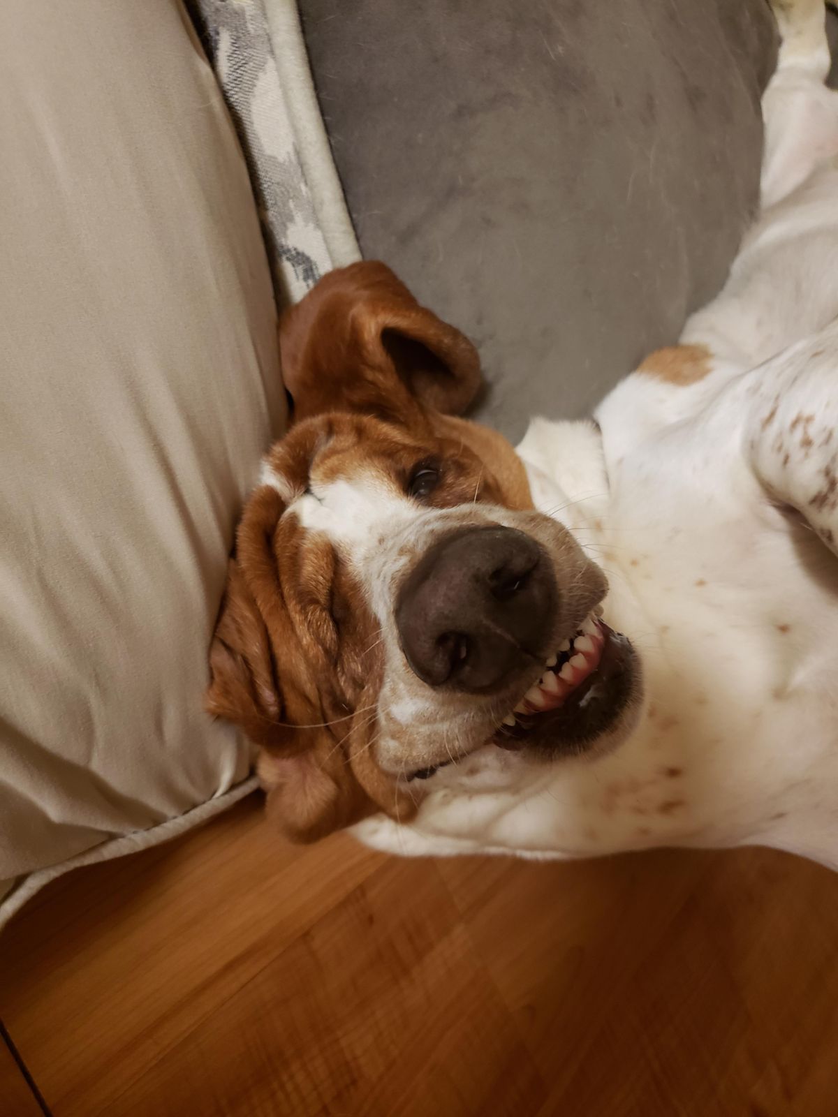 brown and white dog laying with the head against a brown pillow with the face squished against it