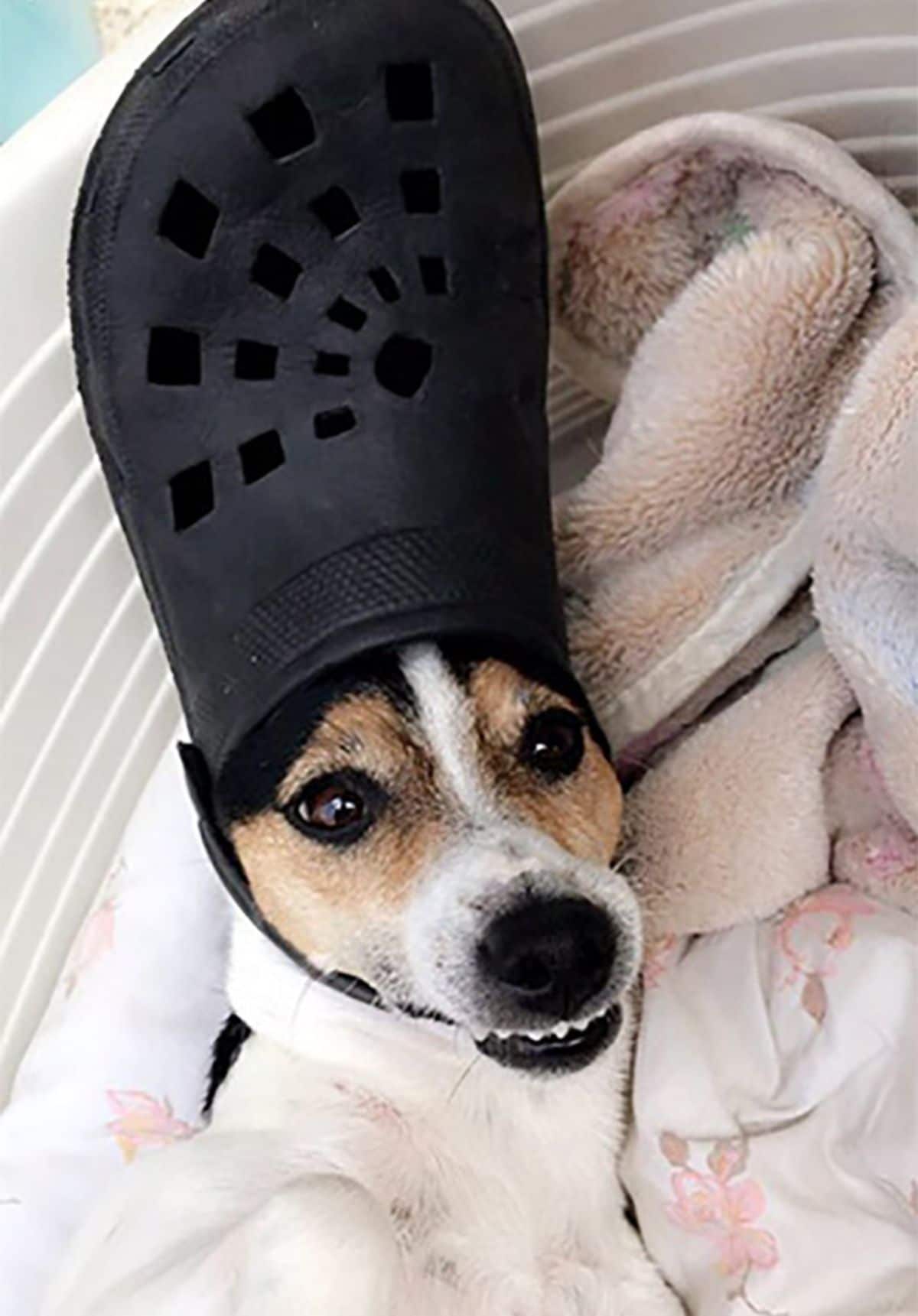 brown and white dog on a bed wearing black crocs slipper on the head
