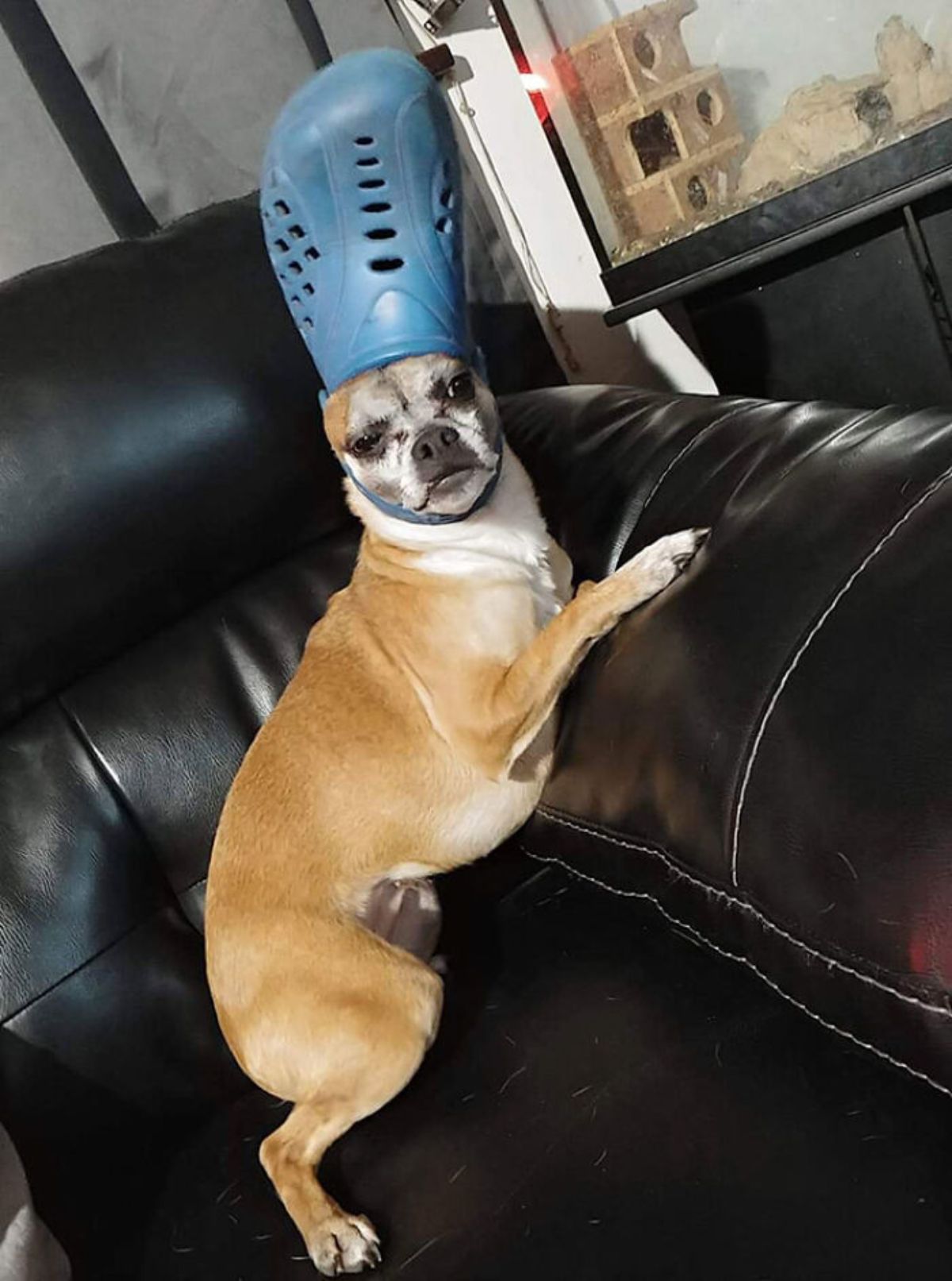 brown and white dog on a black sofa wearing blue crocs slipper on the head