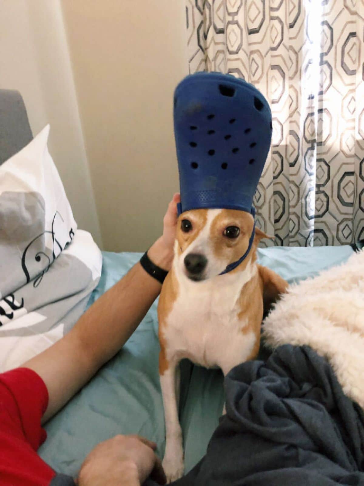brown and white dog on a green bed wearing blue crocs slipper on the head