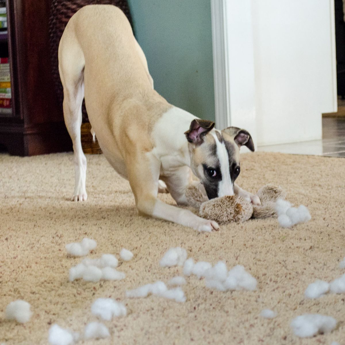 brown and white dog ripping a brown stuffed toy with white stuffing on the floor