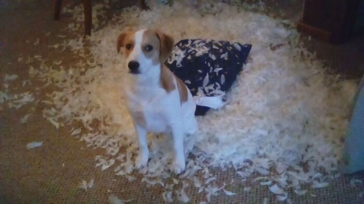 brown and white dog sitting in a pile of white feathers and a black cushion behind the dog