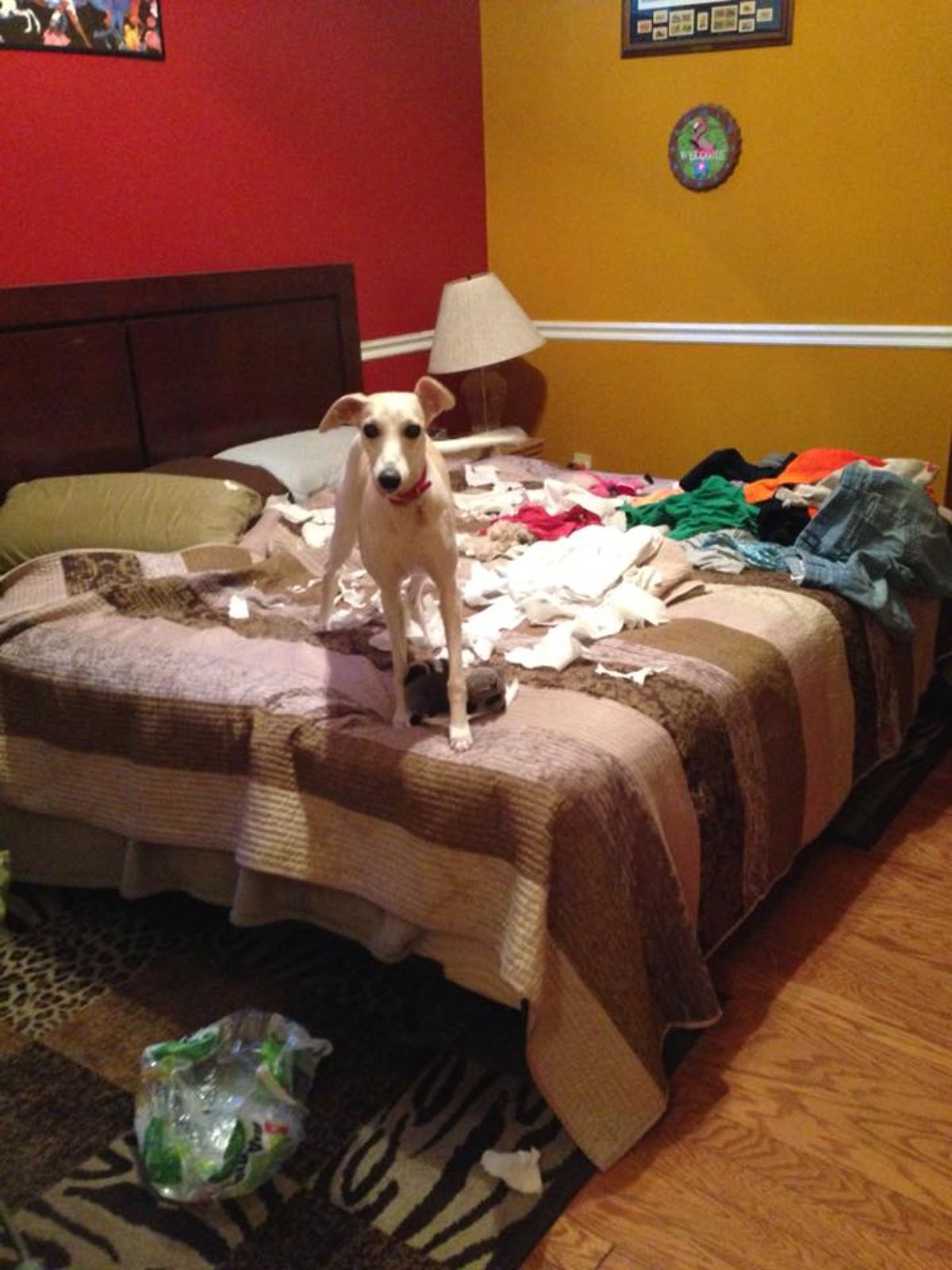 brown and white dog standing on a bed with ripped up toilet paper on it