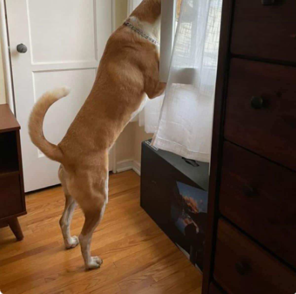 brown and white dog standing on hind legs and looking out of a window