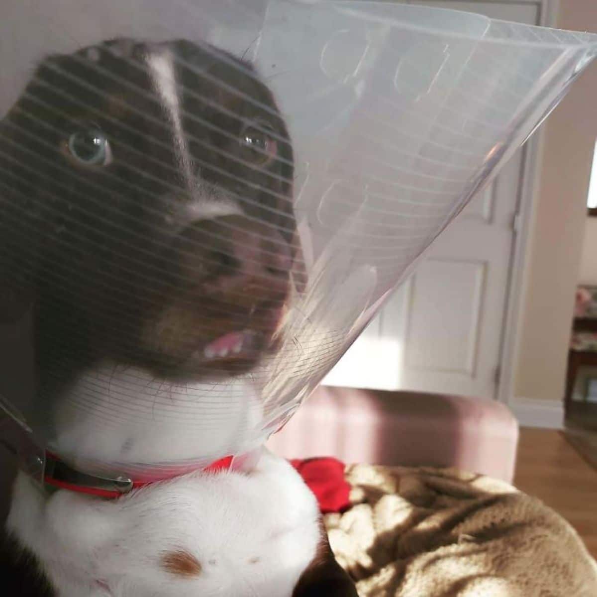 brown and white dog wearing a transparent cone of shame with the nose smushed against the edge showing the front teeth
