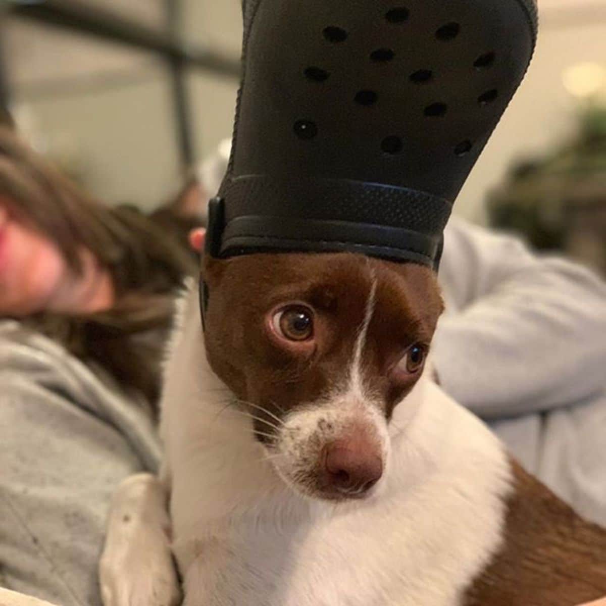 brown and white dog wearing black crocs slipper on the head