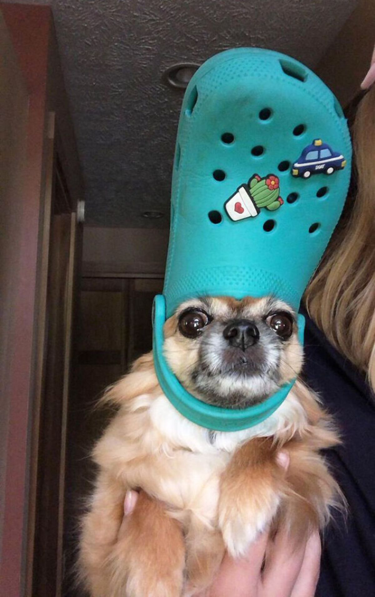 brown and white dog wearing green crocs slipper on the head