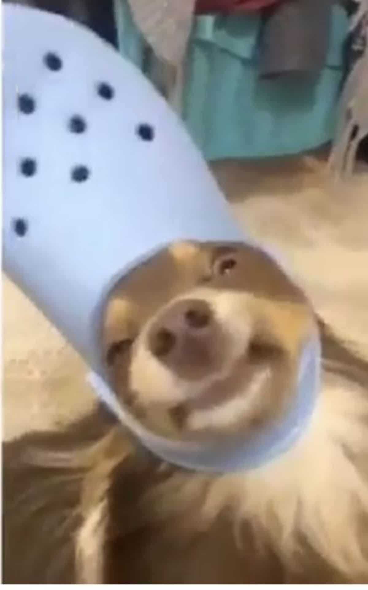 brown and white dog wearing lavender crocs slipper on the head