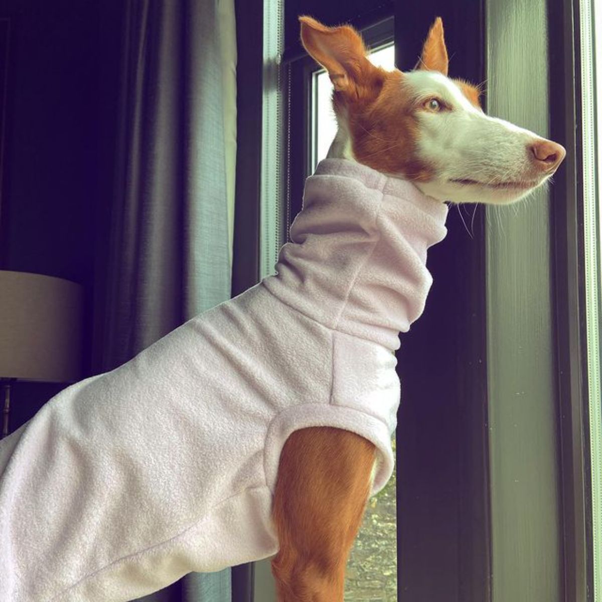 brown and white dog wearing pink sweater looking out the window