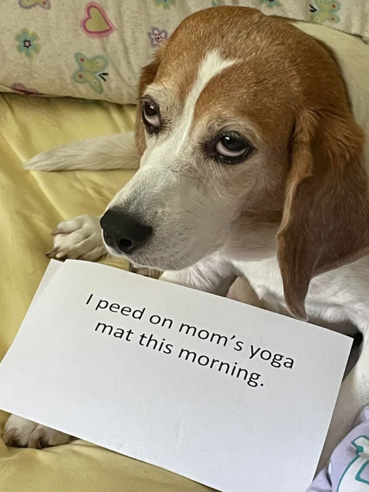 brown and white dog with a sign in front saying I peed on mom's yoga mat this morning