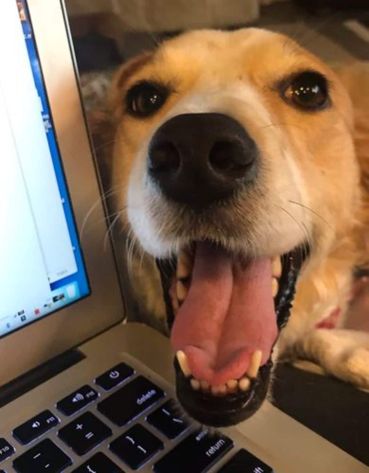 brown and white dog with the mouth open next to a silver laptop