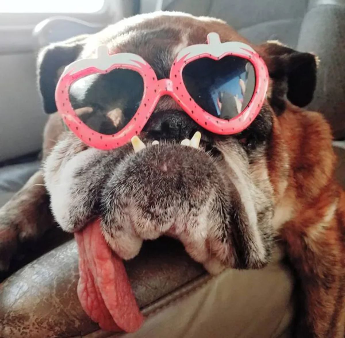 brown and white english bulldog with an underbite wearing red heart sunglasses