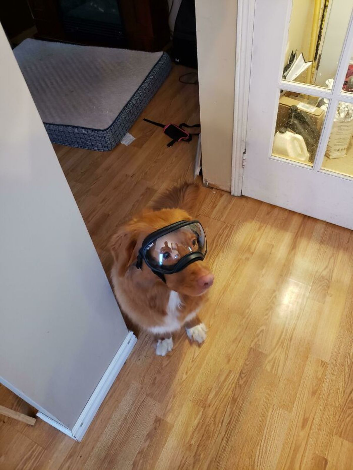 brown and white fluffy dog sitting on the floor wearing a black goggles