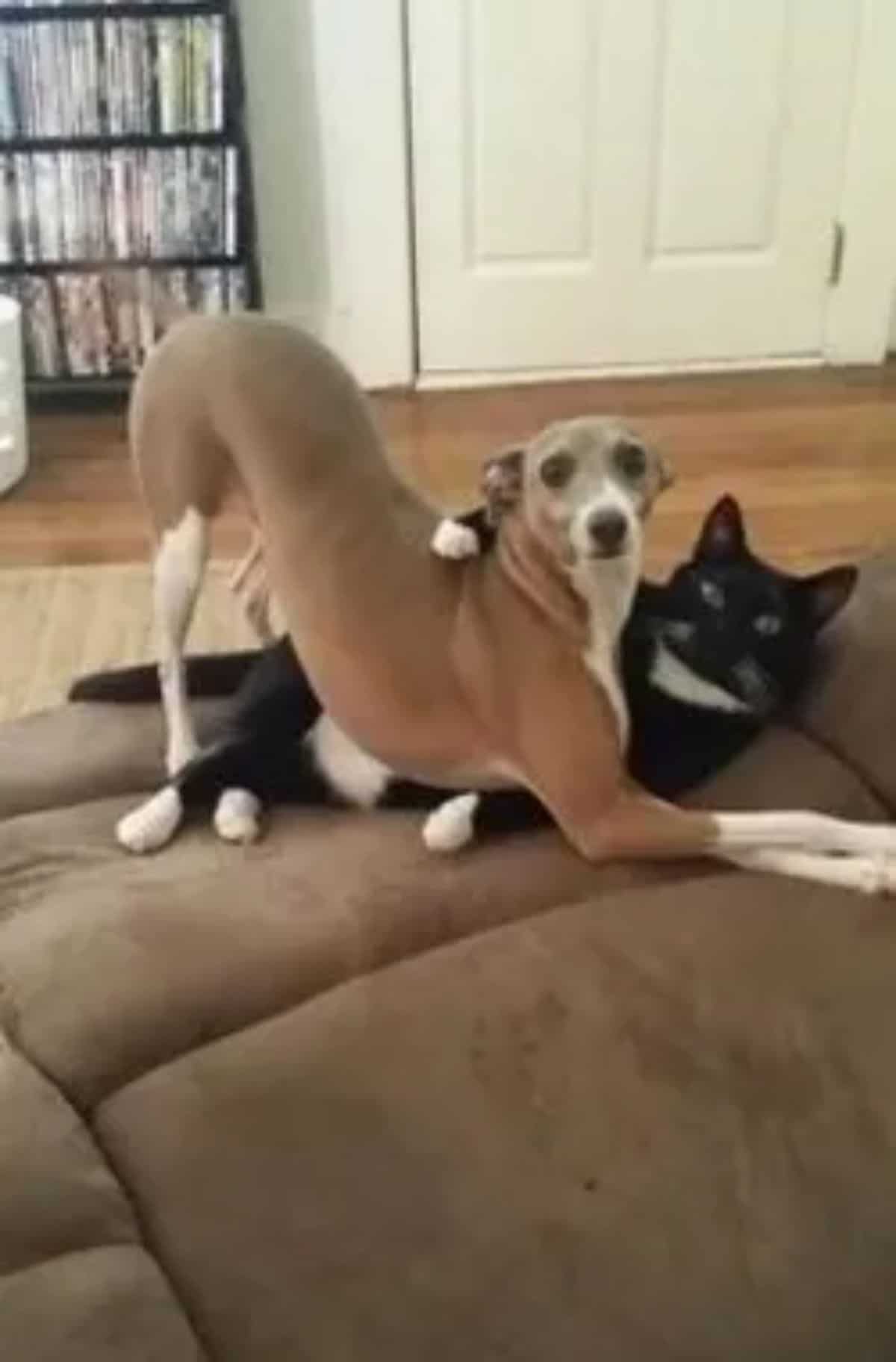 brown and white greyhound laying on a black and white cat
