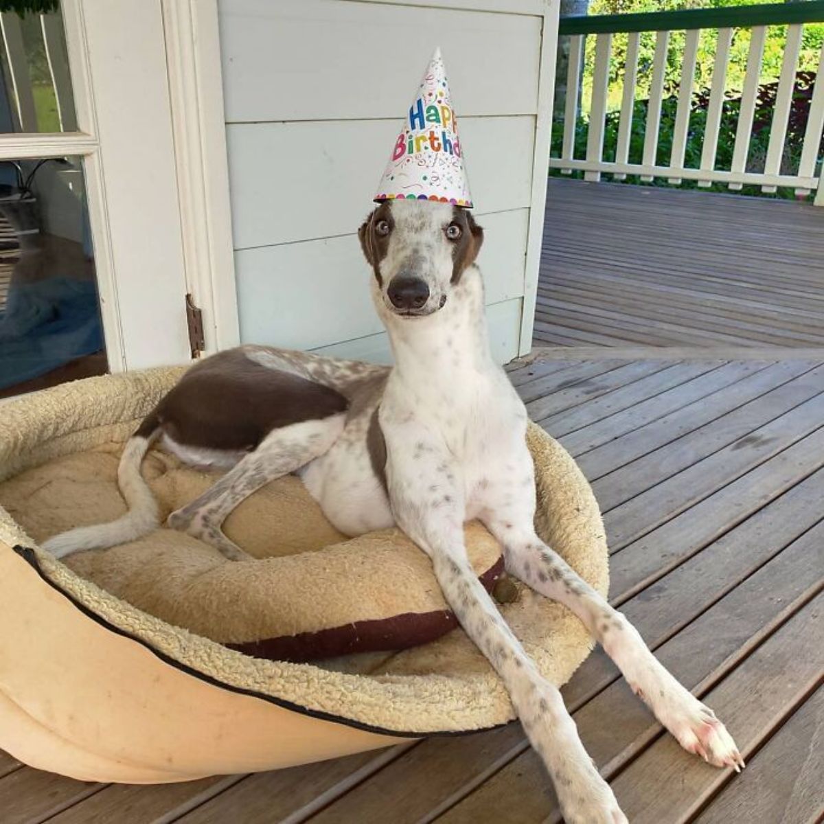 brown and white greyhound laying on a brown dog bed on a porch and wearing a colourful happy birthday hat