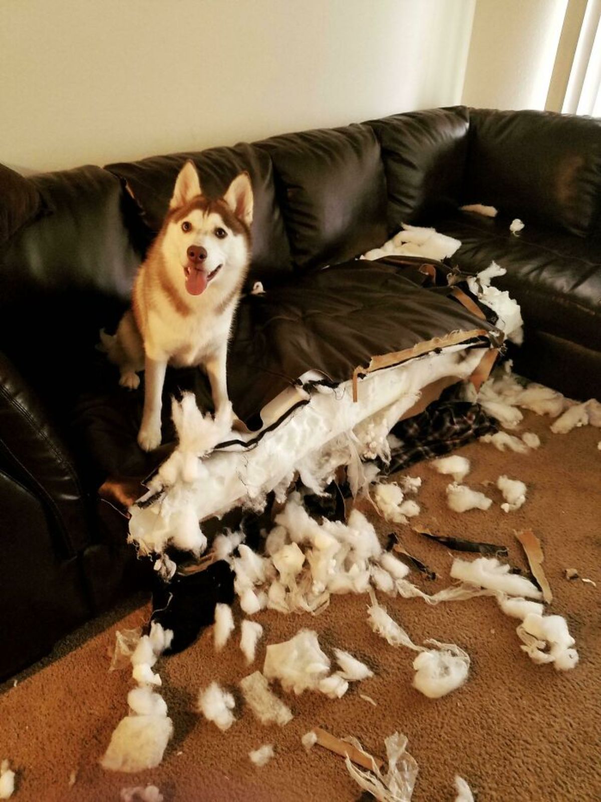 brown and white husky sitting on a brown sofa that's been ripped out in places