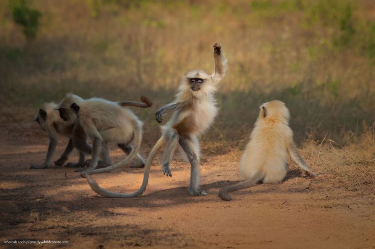 brown and white monkey looking like its dancing while 3 other monkeys sit around
