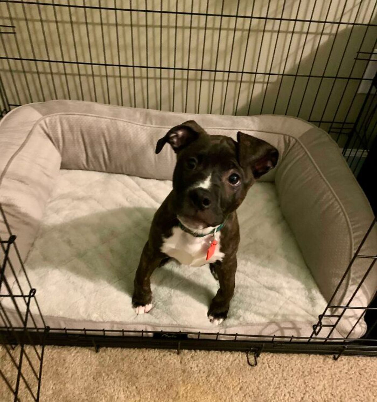 brown and white pitbull puppy standing on a white dog bed inside a black metal crate