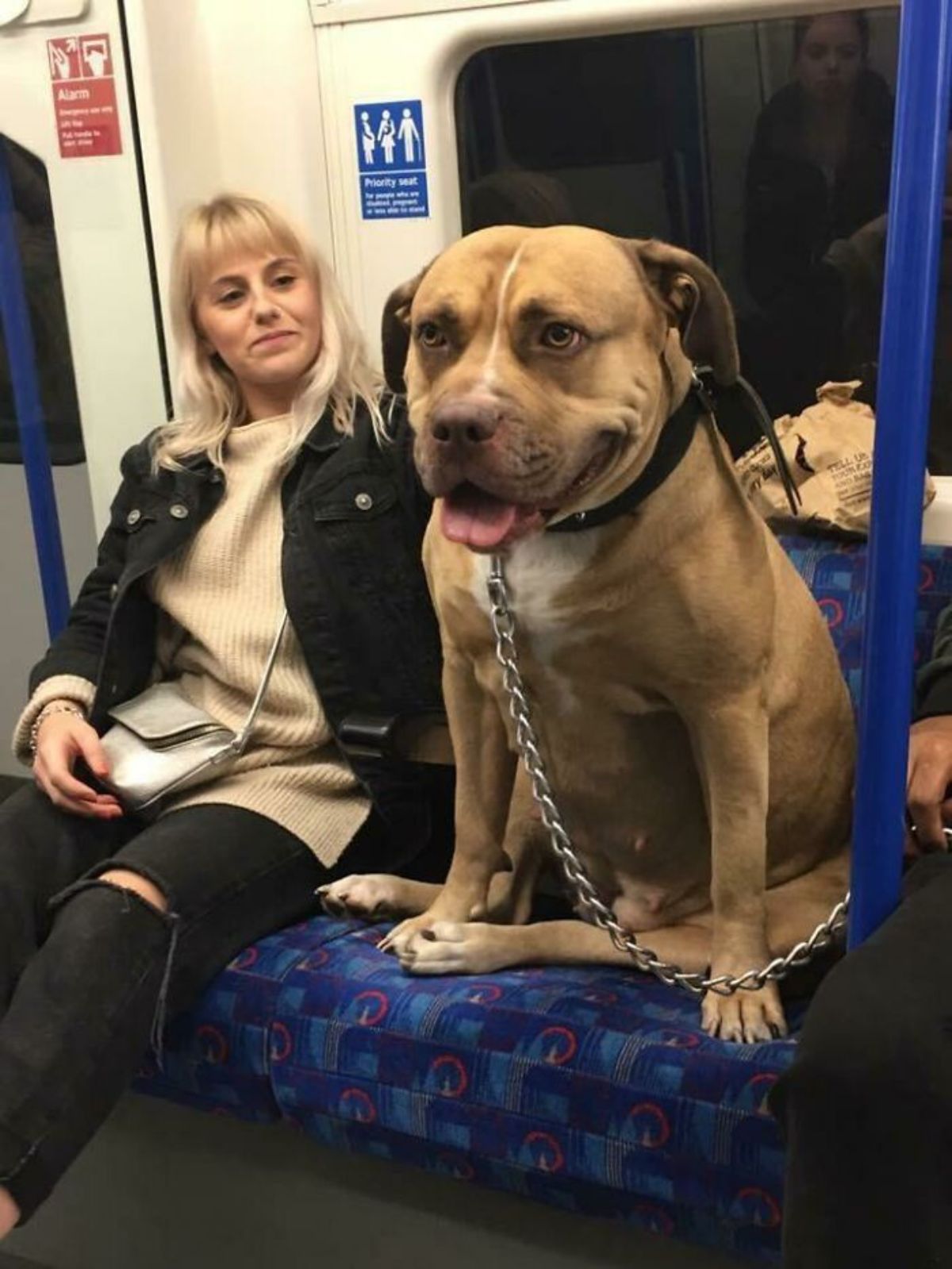 brown and white pitbull sitting on a seat in public transport next to a woman