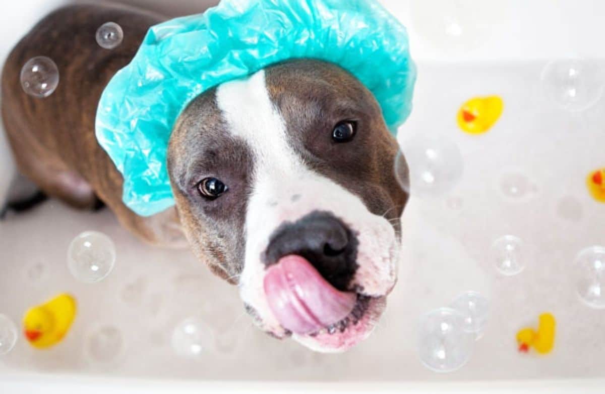 brown and white pitbull wearing a green shower cap in a bathtub with soap bubbles and yellow duckies