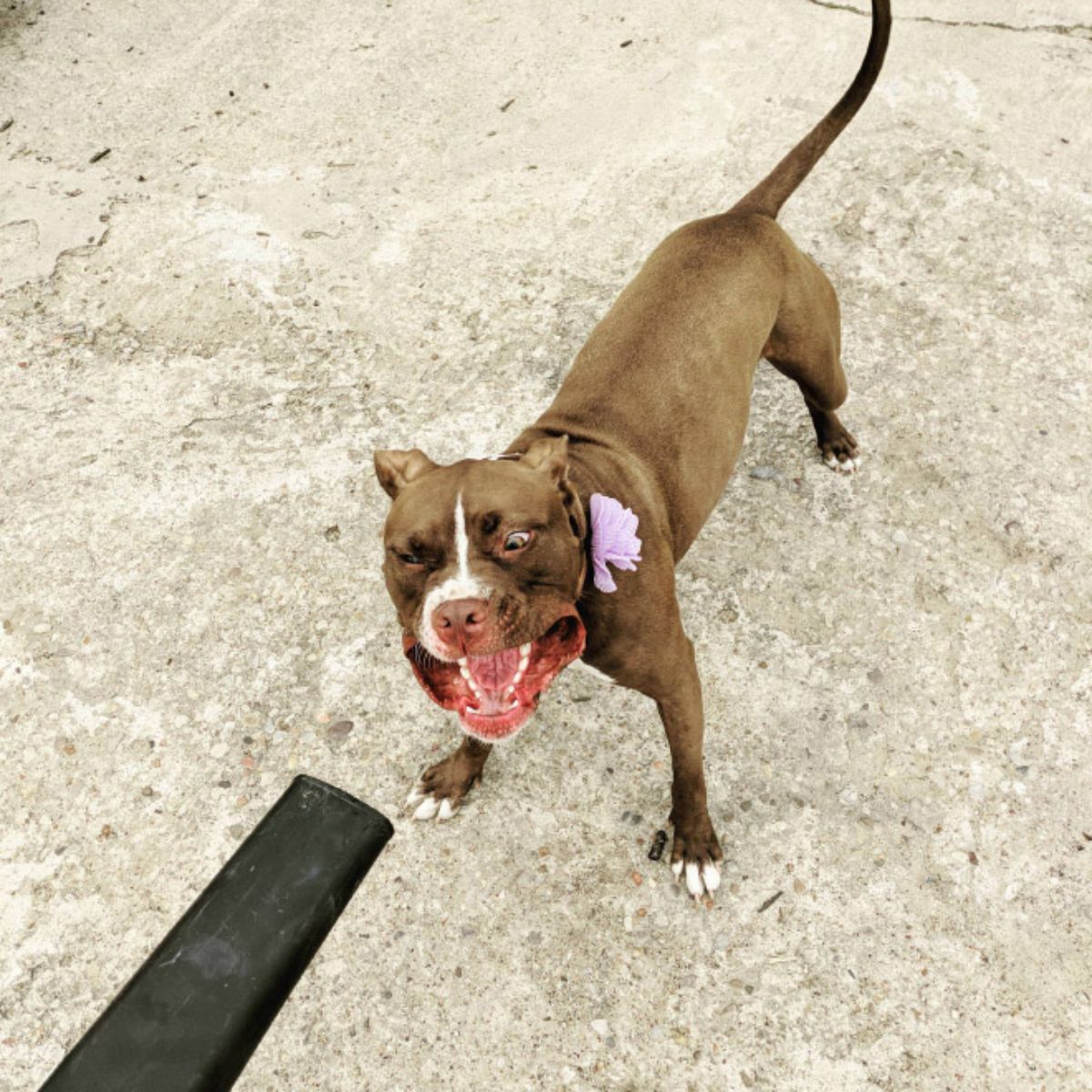 brown and white pitbull with the lips blown back with a leaf blower