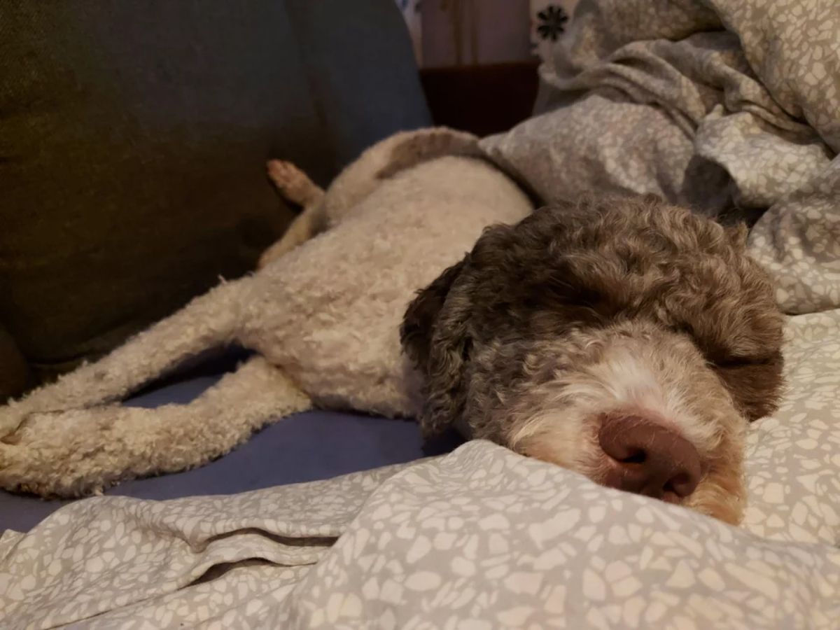 brown and white poodle sleeping on blue bed and grey and white blanket
