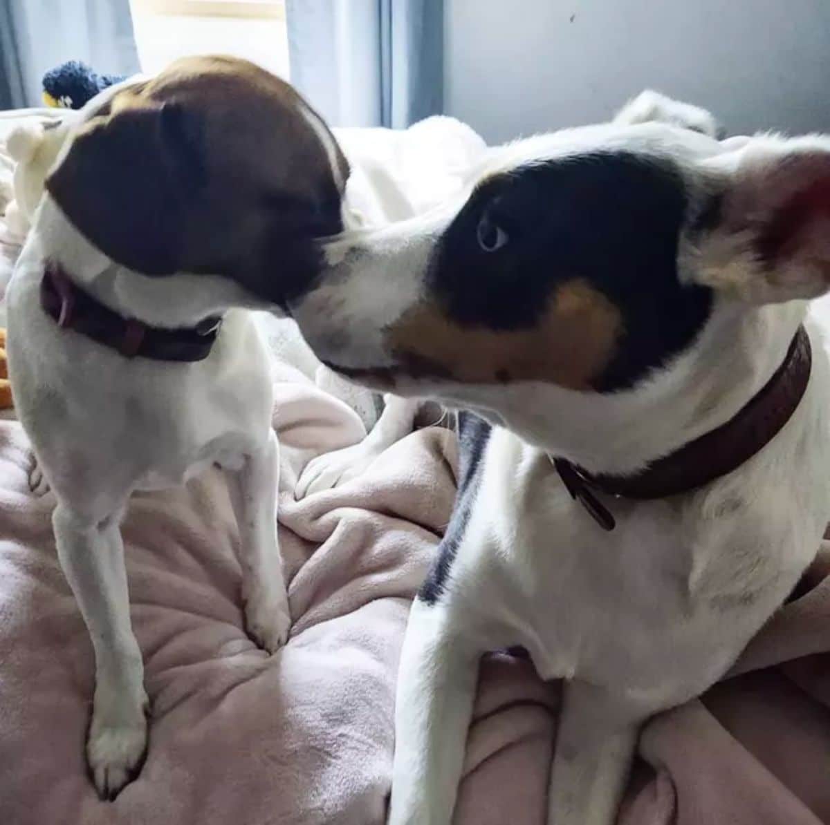 brown and white puppy and black brown and white adult dog booping noses on a white bed