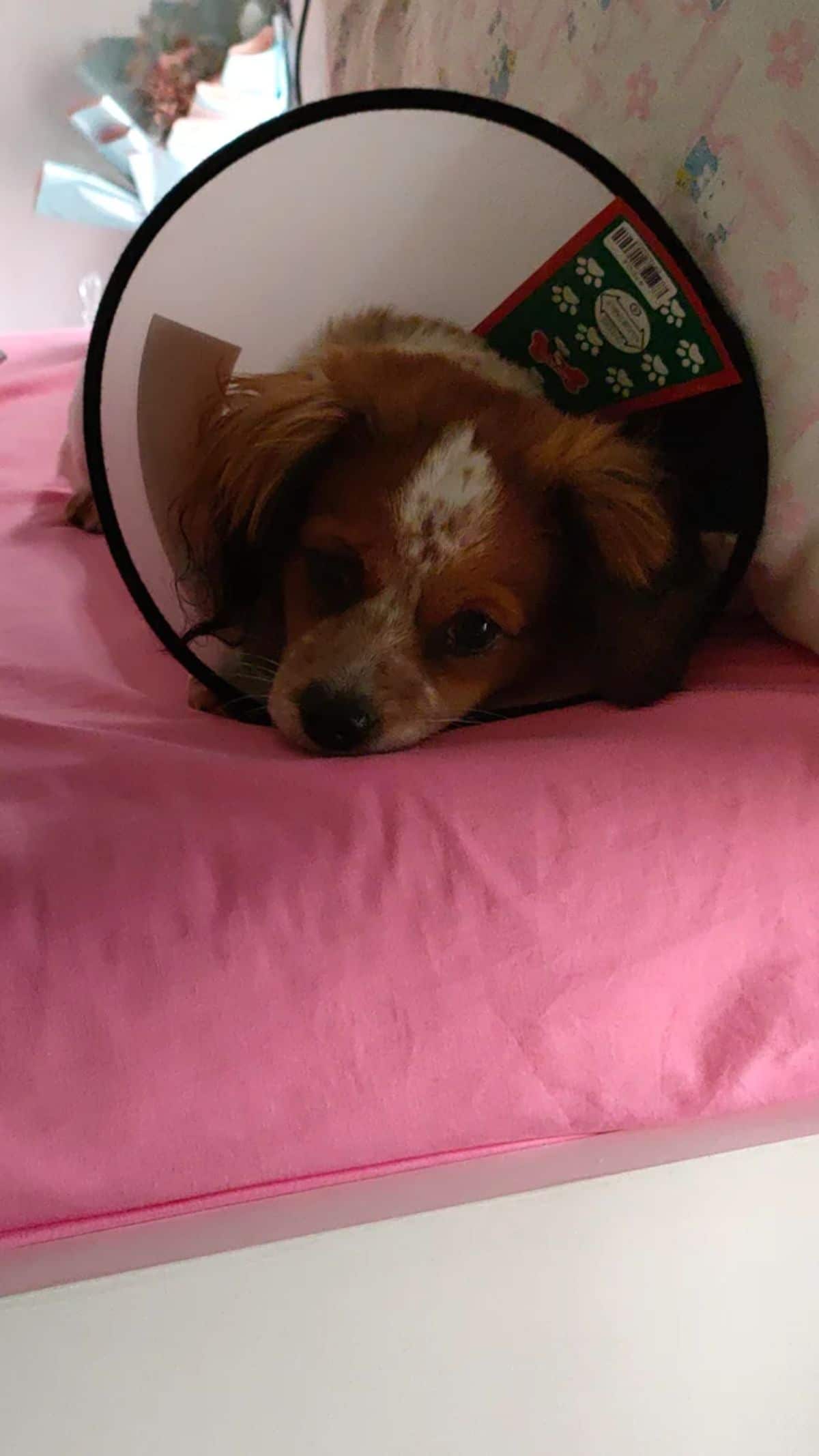 brown and white puppy on a pink bed wearing a transparent cone of shame
