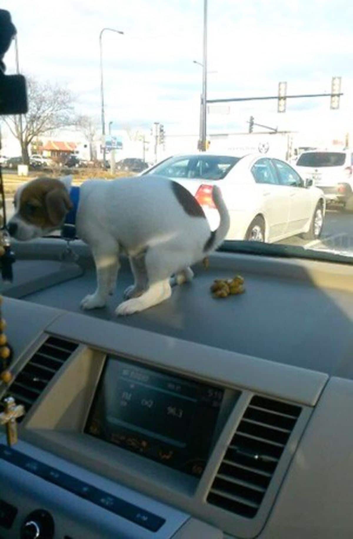 brown and white puppy pooping on the dashboard of a vehicle