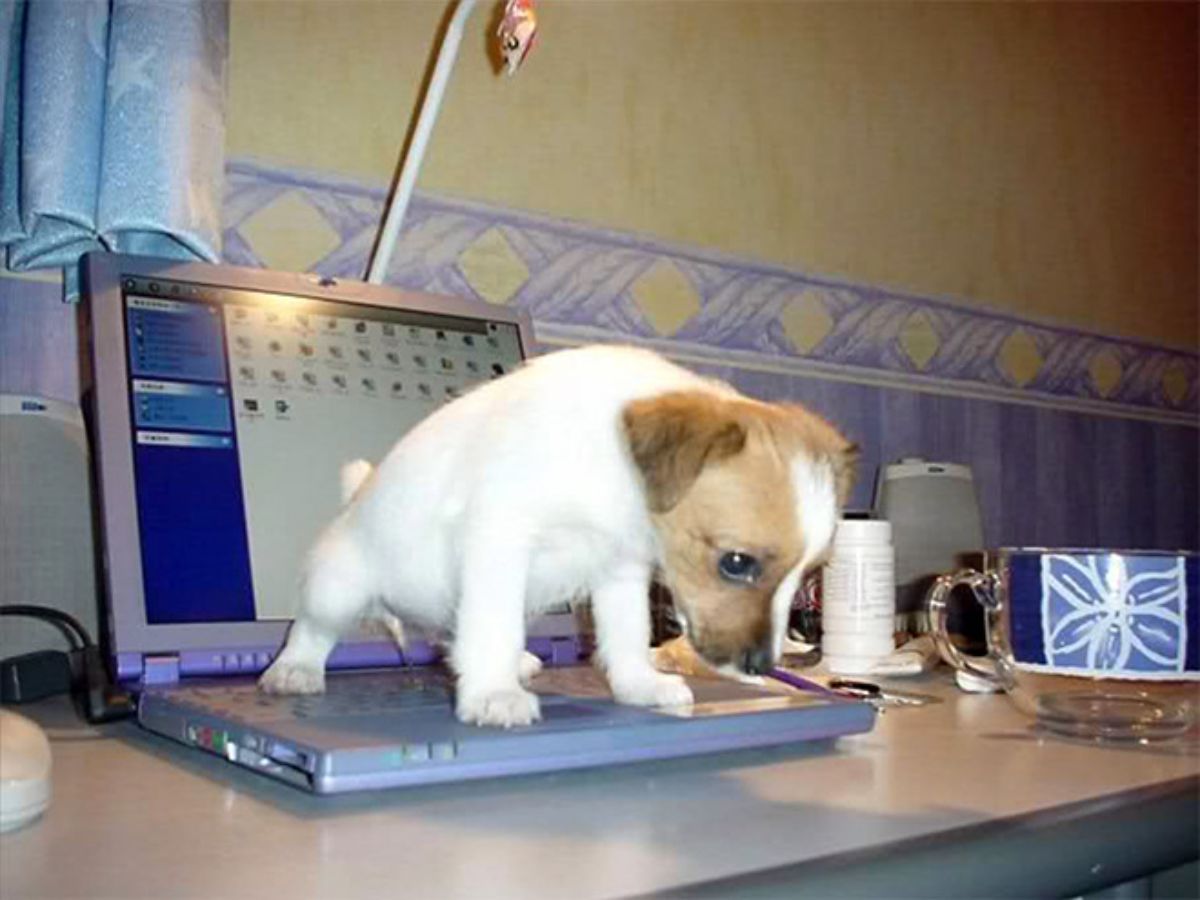 brown and white puppy throwing up on a laptop