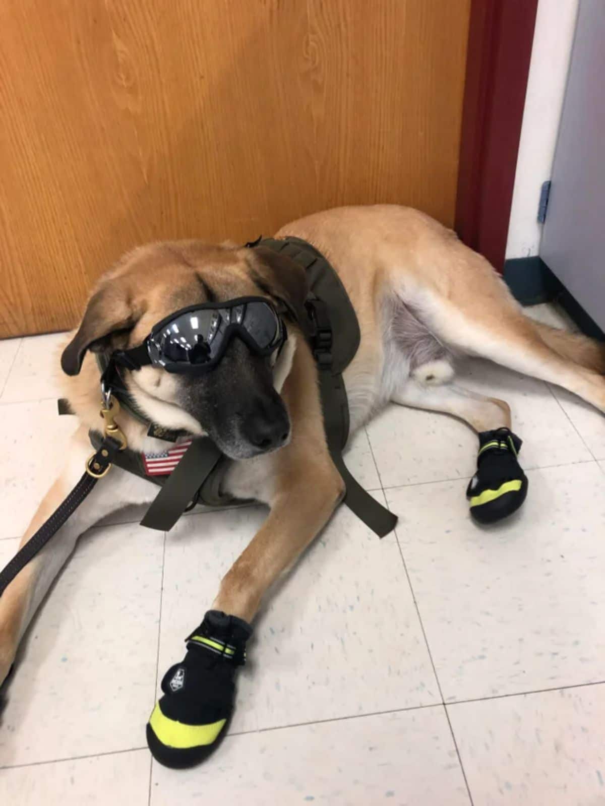 brown and white service dog wearing goggles, a black harness and black and yellow socks