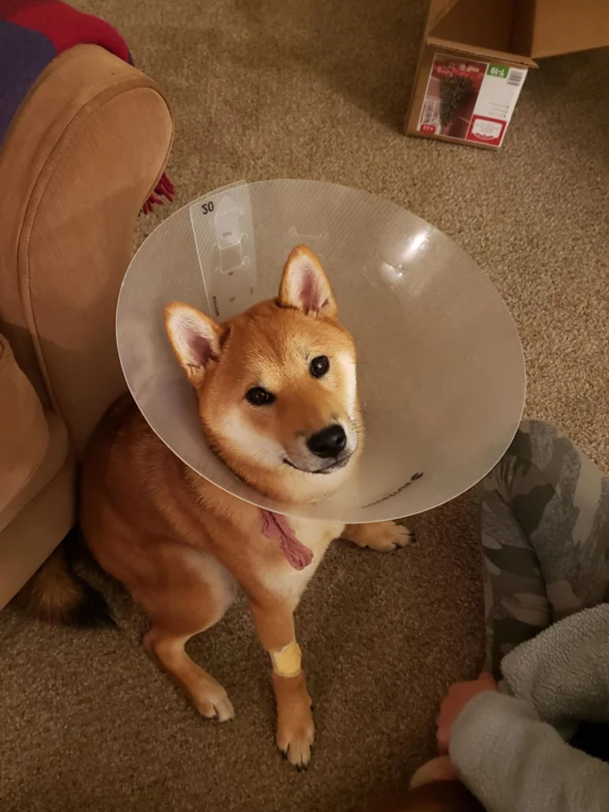 brown and white shiba inu wearing a transparent cone of shame and looking up
